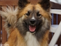 IJslandse Hond Ylfa 1,5 jaar oud