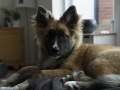 IJslandse Hond Ylfa 17 weken oud
