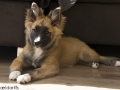 IJslandse Hond Ylfa 17 weken oud