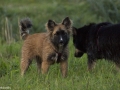 IJslandse Hond Ylfa 19 weken oud