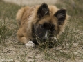 IJslandse Hond Ylfa 20 weken oud
