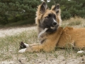 IJslandse Hond Ylfa 20 weken oud