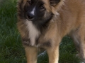 IJslandse Hond Ylfa 5 maanden oud