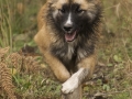 IJslandse Hond Ylfa 5,5 maanden oud
