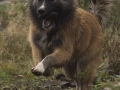 IJslandse Hond Ylfa 5,5 maanden oud