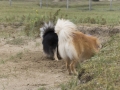 IJslandse Honden Zandvoort augustus 2015