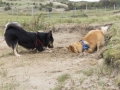 IJslandse Honden Zandvoort augustus 2015