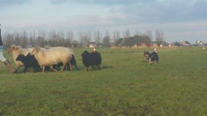 Elska schapendrijven 2016-02-12 foto 1