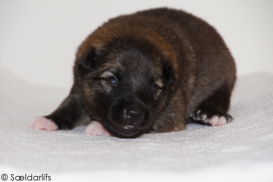 s Pup 2 Askur 2 weken oud (1)