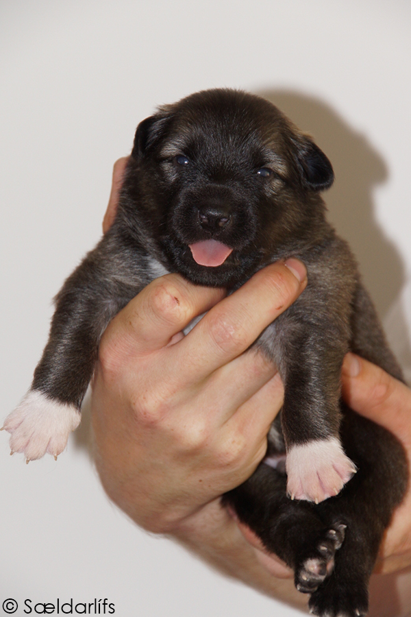 s Pup 4 Baldur 2 weken oud (2)