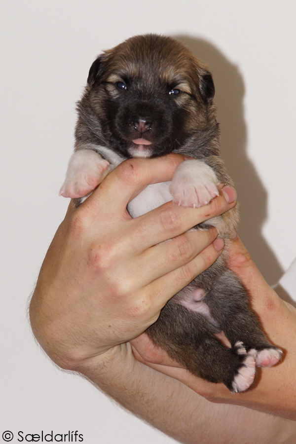 s Pup 6 Kappi 2 weken oud (2)