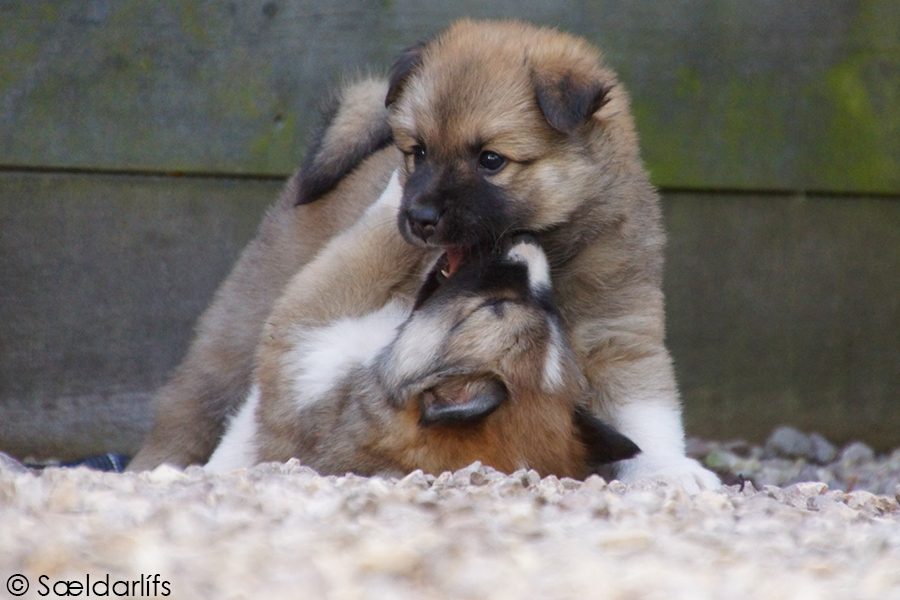 IJslandse Honden puppen spelen