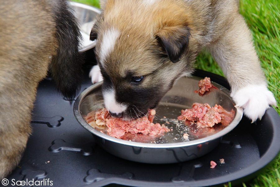 IJslandse Honden pup KVV Lotta