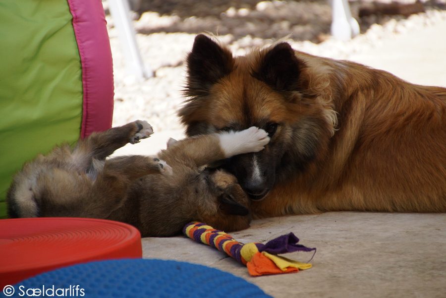 IJslandse Honden pup en puber
