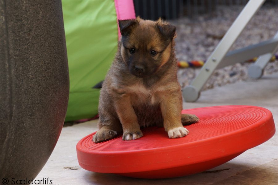 IJslandse Honden puppen wiebelkussen