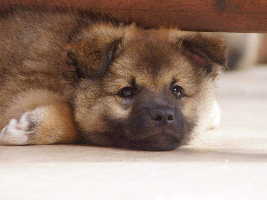 IJslandse Honden pup reu 8 weken oud bijna
