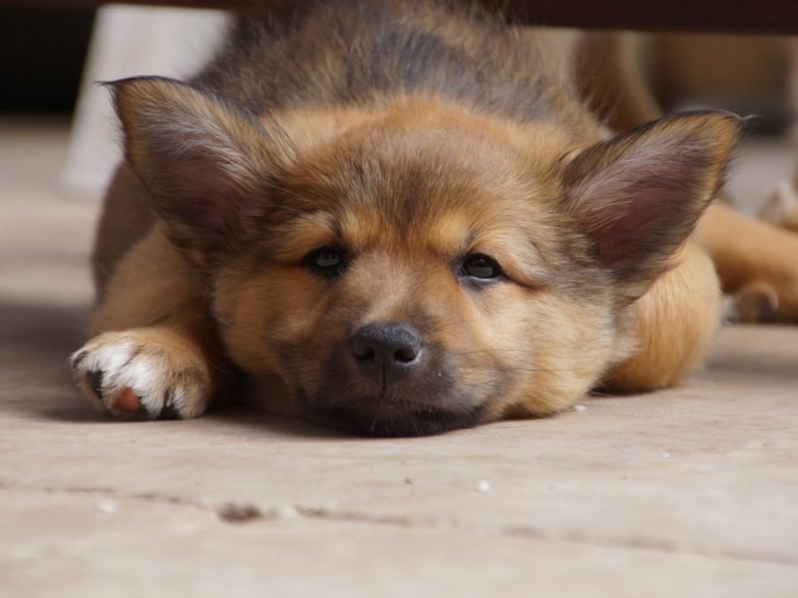 IJslandse Honden pup teef bijna 8 weken oud