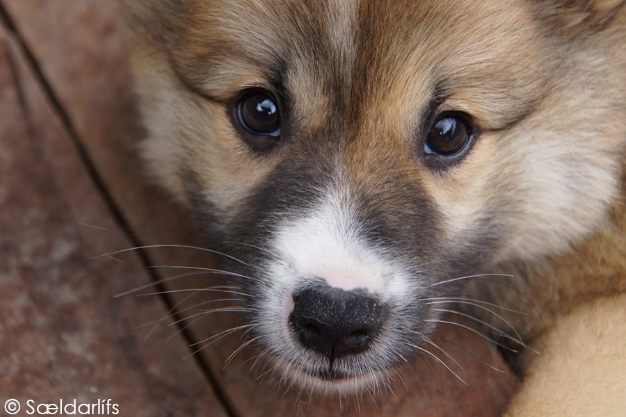 IJslandse Honden pup teef 7,5 week oud