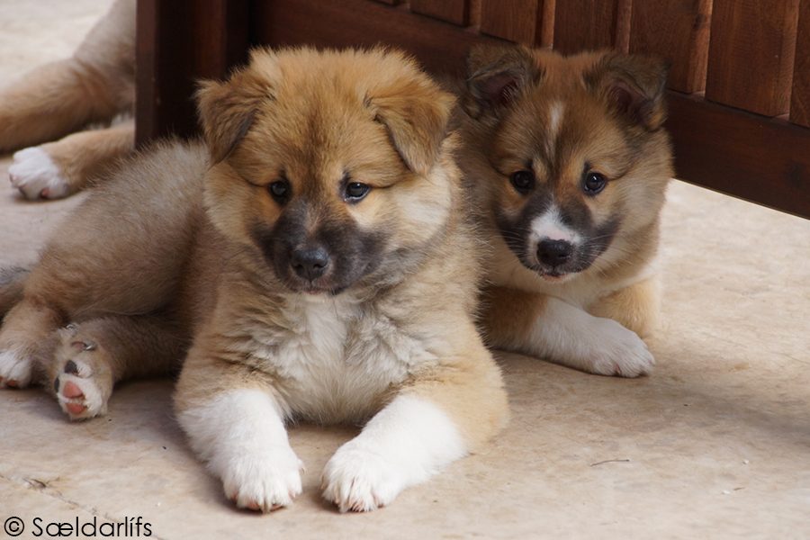 IJslandse honden puppen bijna 8 weken oud reu en teef