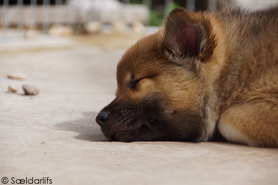 IJslandse Honden pup teef bijna 8 weken oud slapend