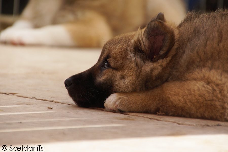 IJslandse Honden pup bijna 8 weken oud