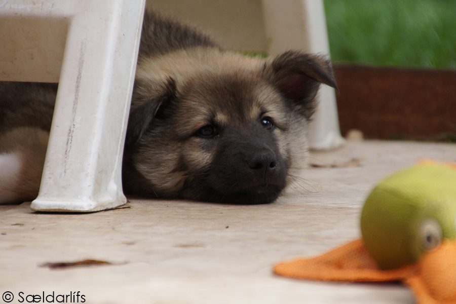 IJslandse Honden pup reu bijna 8 weken oud