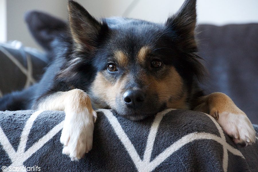 IJslandse Hond teef 3,5 jaar oud