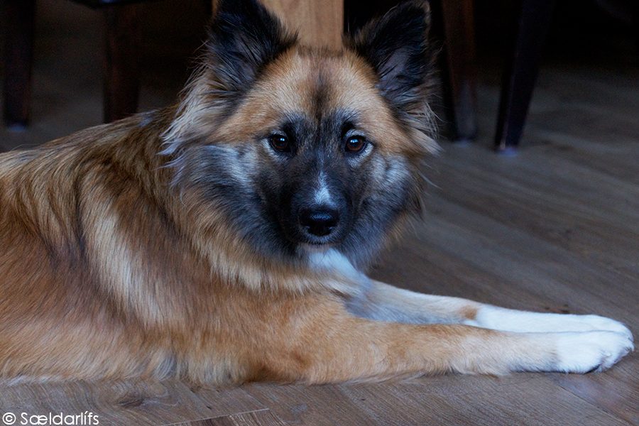 IJslandse hond teef 1,5 jaar oud