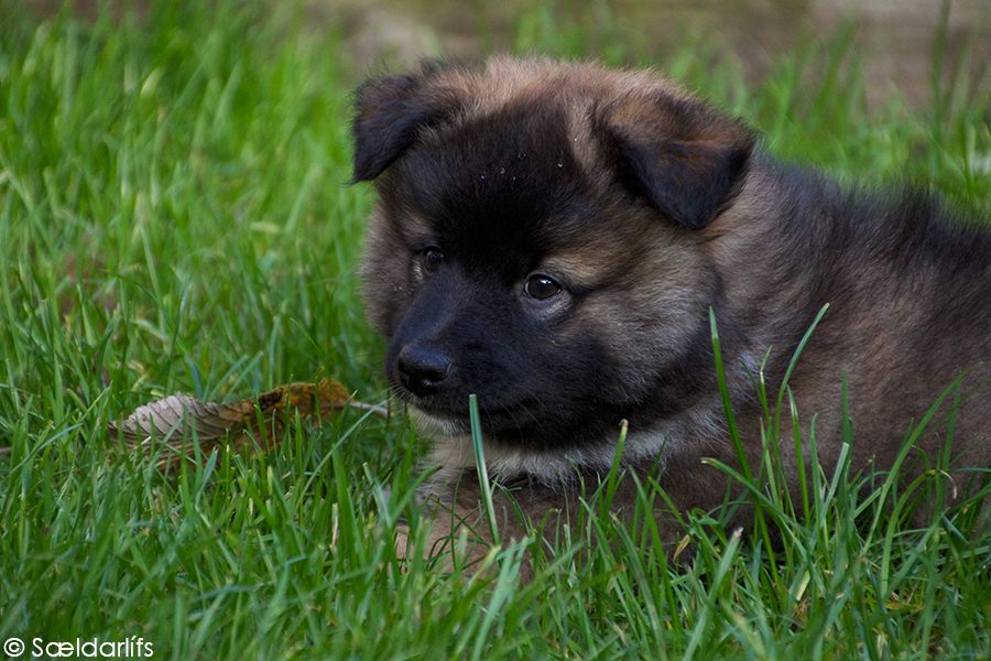 IJslandse hond reu 8 weken oud