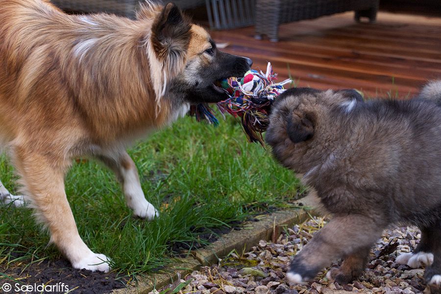 IJslandse Honden spelen