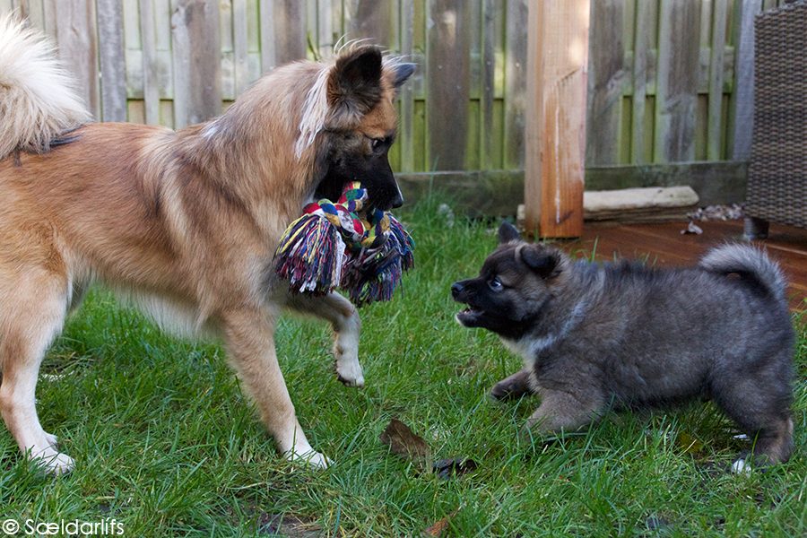 IJslandse Honden spelen flosstouw