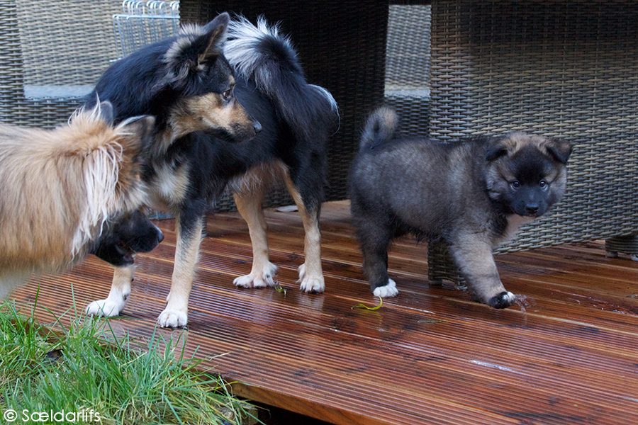 Onze IJslandse Honden