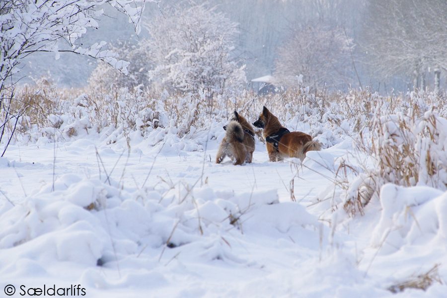 IJslandse honden sneeuw