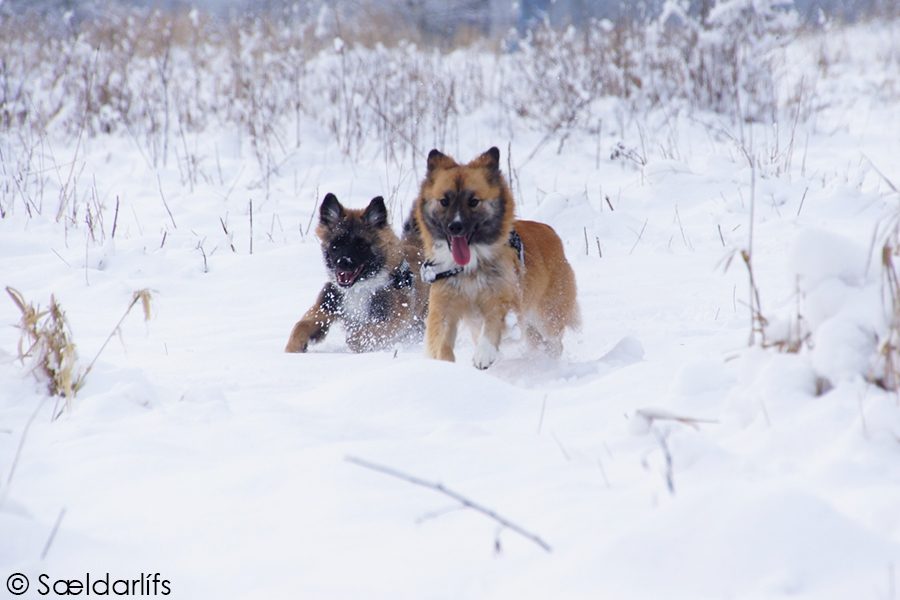 IJslandse honden sneeuw rennen