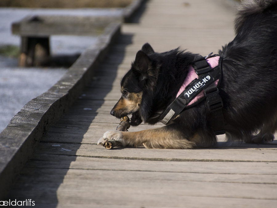 IJslandse hond Elska tak