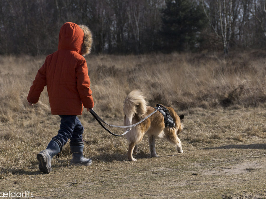 IJslandse hond en kind