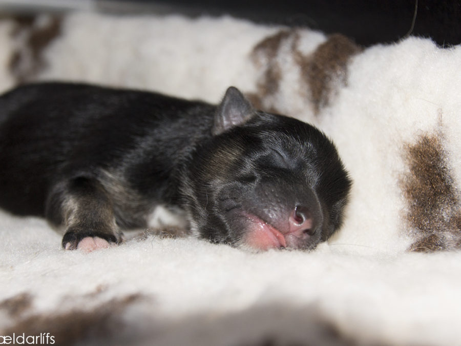 IJslandse Honden pup Djarfur 1 dag oud