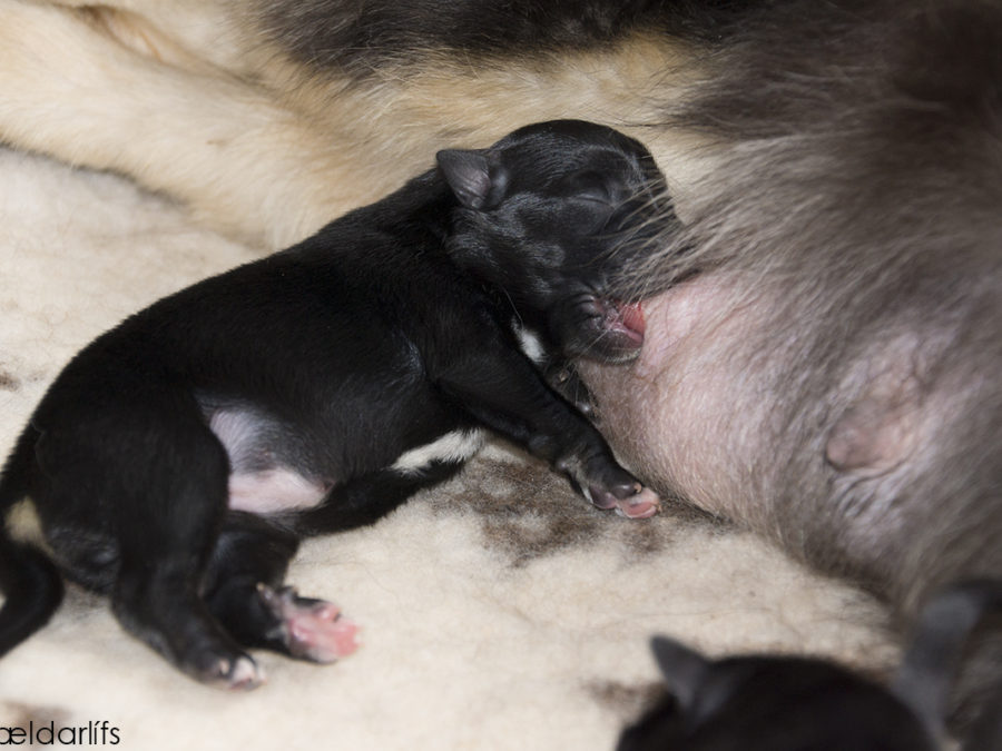 IJslandse Honden pup Skíma 3 dagen oud