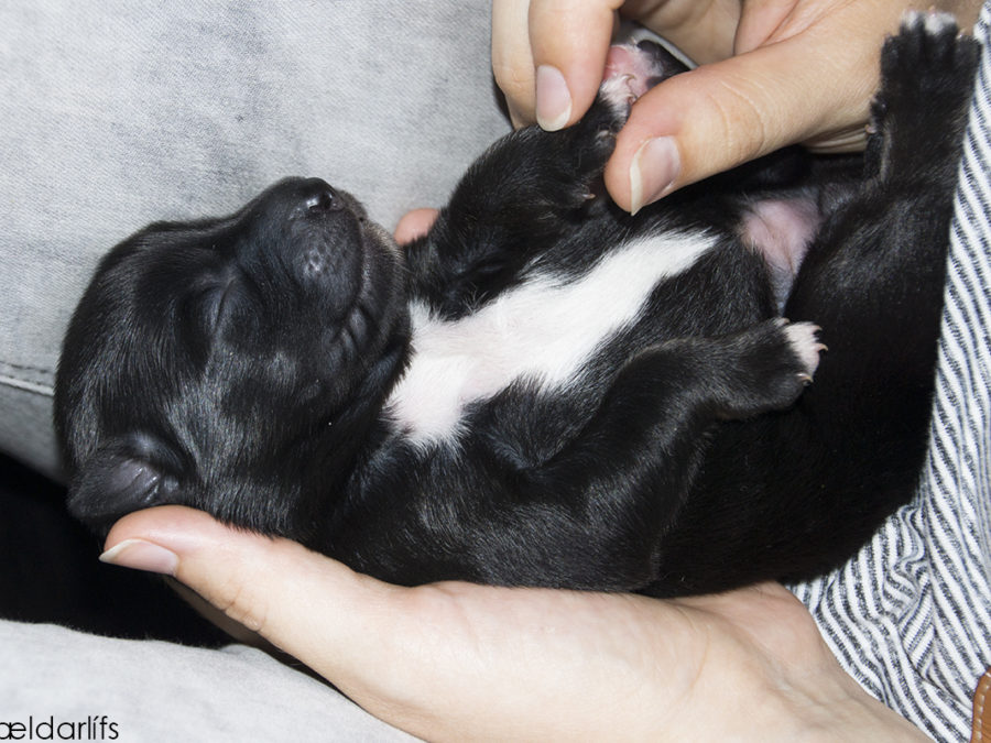 IJslandse Honden pup Skíma 5 dagen oud