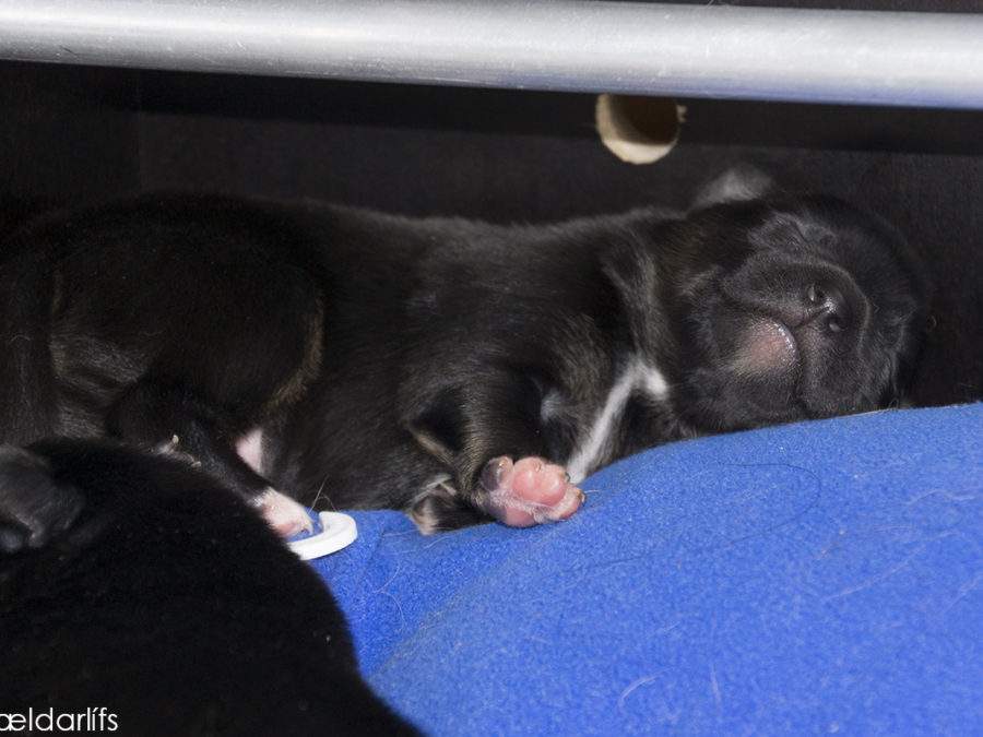IJslandse Honden pup Naskur 5 dagen oud