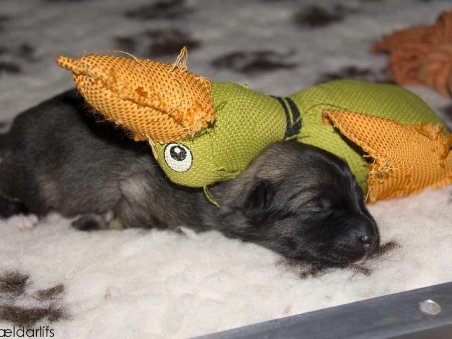 IJslandse Honden pup Lýsa 1 week oud