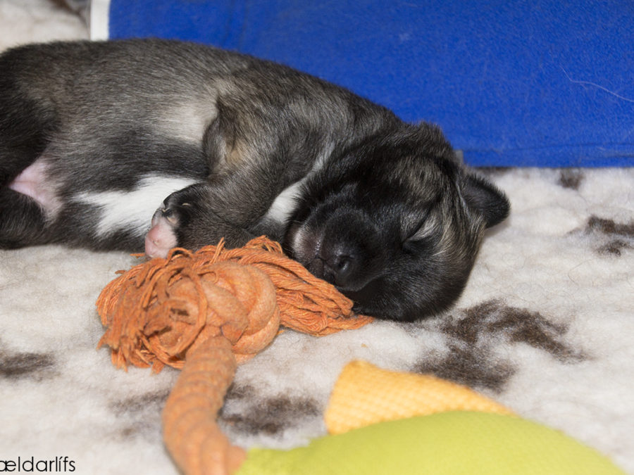 IJslandse Honden pup Lýsa 12 dagen oud