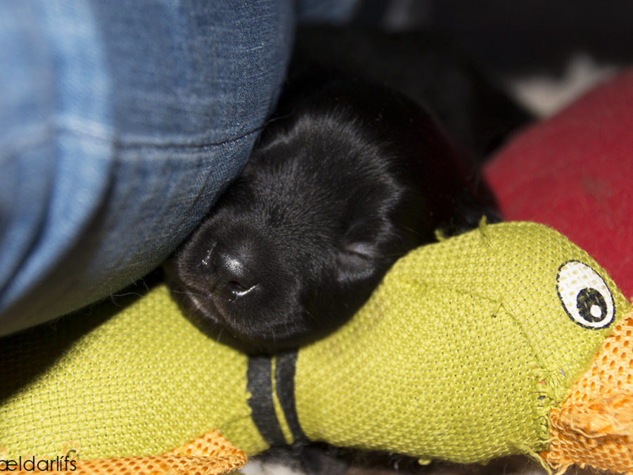 IJslandse Honden pup Skíma 13 dagen oud