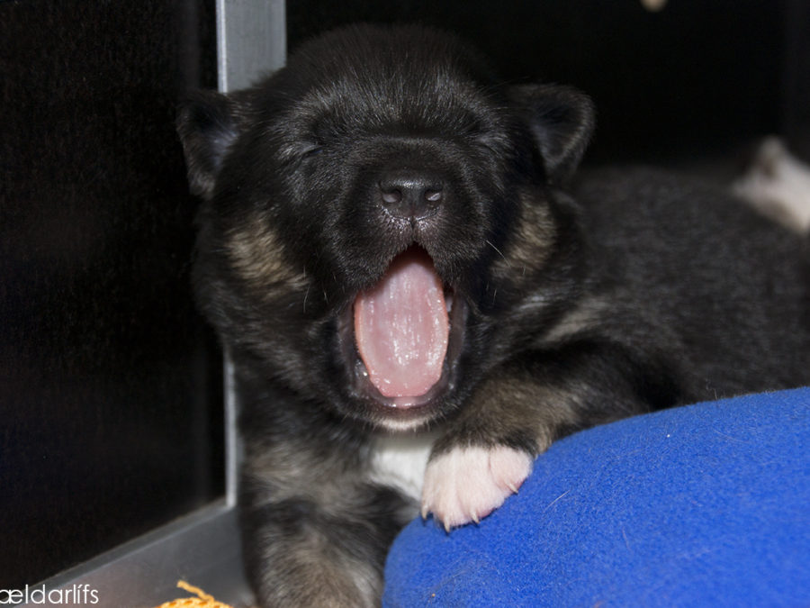 IJslandse Honden pup Djarfur 13 dagen oud