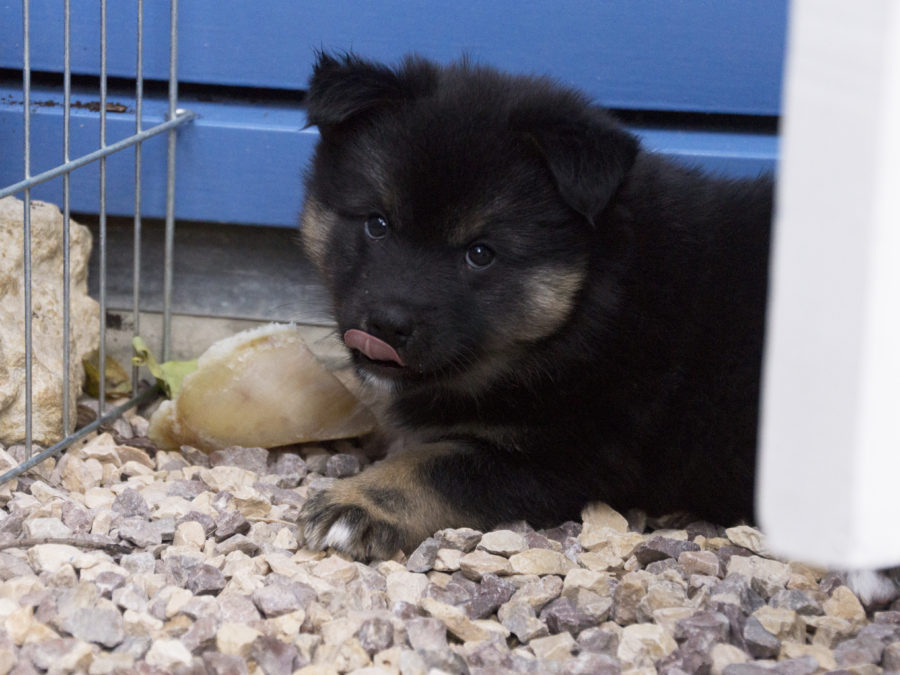IJslandse Honden pup Naskur 46 dagen oud