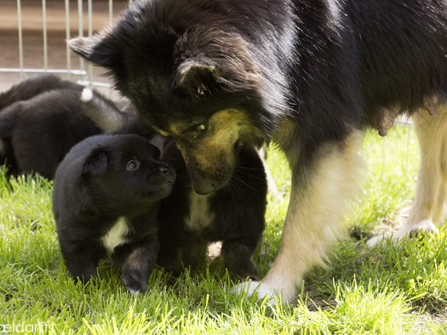 IJslandse Hond Skíma 26 dagen oud met mama Elska