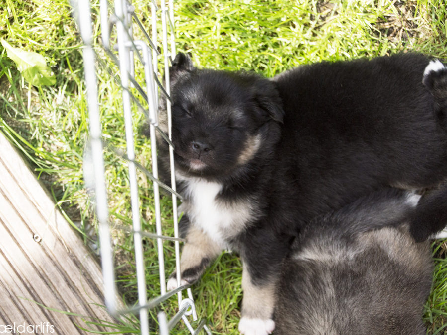 IJslandse Hond Djarfur 26 dagen oud