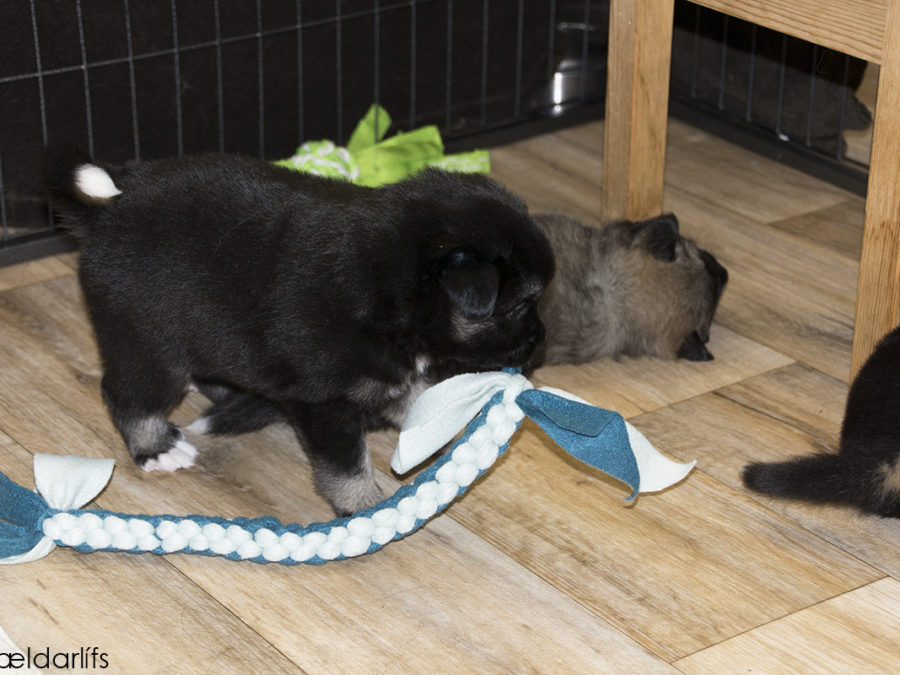 IJslandse Hond Skuggi 26 dagen oud spelen