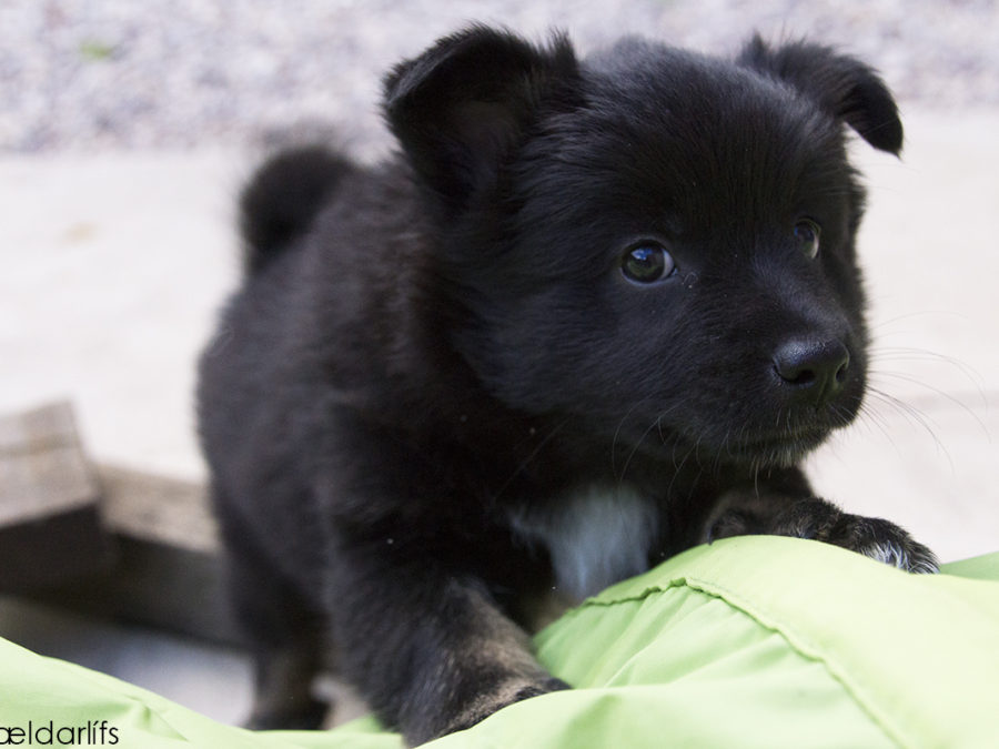 IJslandse Honden pup Skíma 46 dagen oud