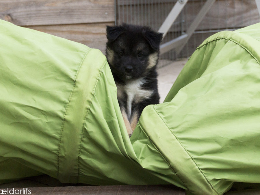 IJslandse Honden pup Djarfur 46 dagen oud